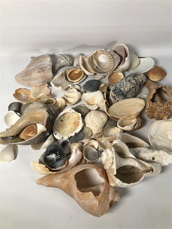 Seashell, seashell by the Seashore