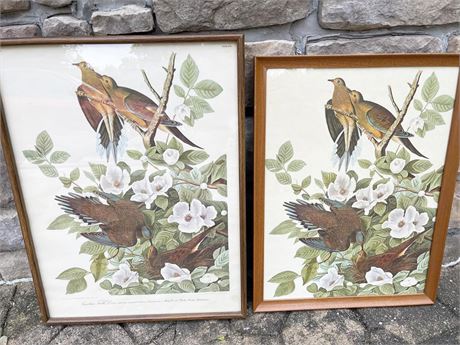Pair of Audubon Engravings